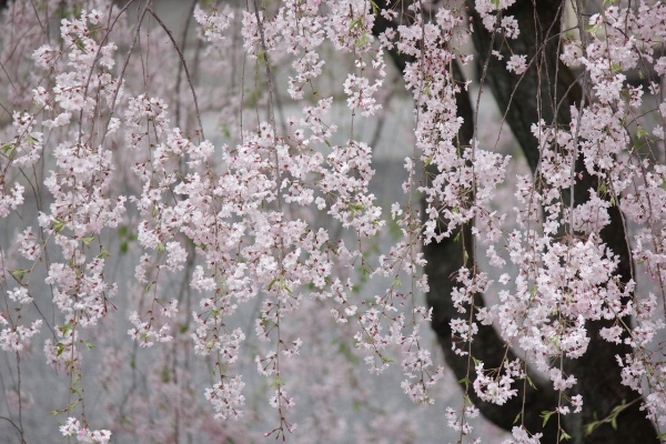 2059-１２．４．１９北側紅枝垂れ桜　横　幾筋か.jpg